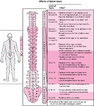 enfermidades no corpo asociadas a danos en diferentes partes da columna vertebral
