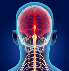 ilustración dos canles nerviosos da columna cervical